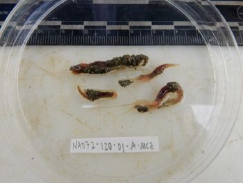 Media type: image;   Invertebrate Zoology 137790
